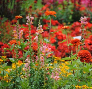 Auf dem Bild sind eine Vielzahl an roten, gelb-orangen und rosa Blumen zu sehen.