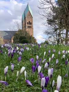 Die Erlöserkirche in Bad Homburg. Im Vordergrund eine Frühlingswiese mit Krokussen.