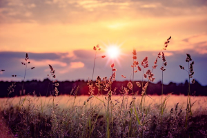 Gräser im Sonnenuntergang