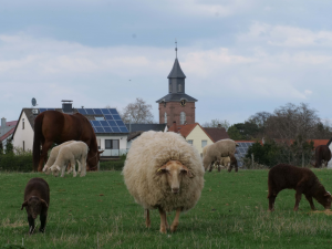 Schaf und Lämmer auf einer Wiese, im Hintergrund die Ev. Kirche