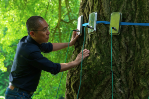 Bild eines alten Gingko-Baumes, den ein Wissenschaftler vermißt