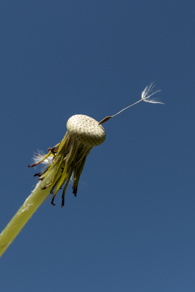 Pusteblume mit nur einem Schirmchen