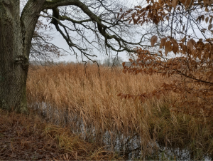 Großer Baum neben einem Schilfgebiet mit flachem Wasser an einem bewölkten Tag. Die braunen Farbtöne und der graue Himmel verleihen der Landschaft eine ruhige und leicht melancholische Atmosphäre.
